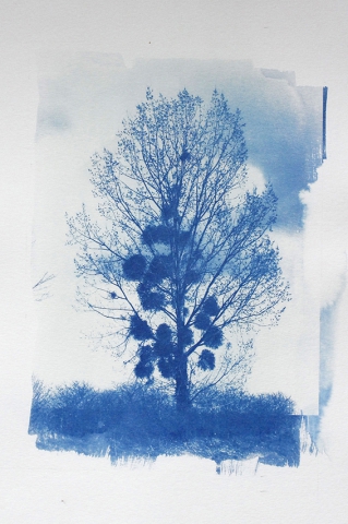 Catherine LEMERCIER ‟L'arbre et le ciel‟