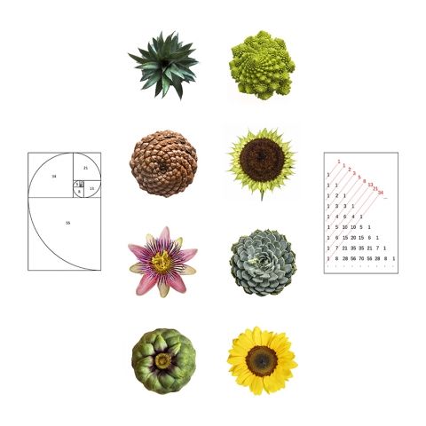 2020-le-vegetal-dans-tous-ses-etats-lelievre-florence-serie-b-la-suite-de-fibonacci-01 