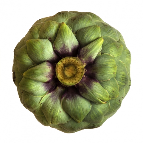 2020-le-vegetal-dans-tous-ses-etats-lelievre-florence-serie-b-la-suite-de-fibonacci-08 