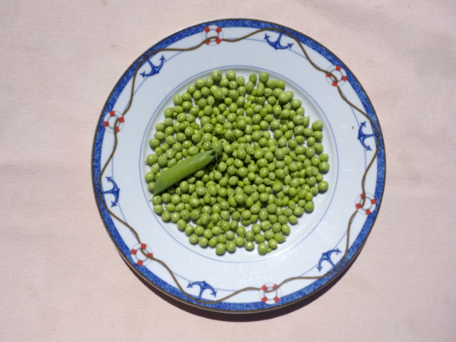 2020-le-vegetal-dans-tous-ses-etats-croisille-bernard-serie-a-sur-table-32 OLYMPUS DIGITAL CAMERA