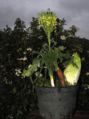 2020-le-vegetal-dans-tous-ses-etats-croisille-bernard-serie-a-sur-table-42 