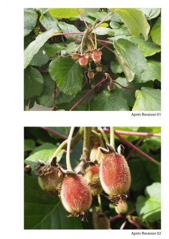 2020-le-vegetal-dans-tous-ses-etats-croisille-bernard-serie-b-catalogue-fruits-25 