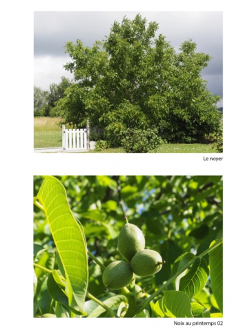 2020-le-vegetal-dans-tous-ses-etats-croisille-bernard-serie-b-catalogue-fruits-33 