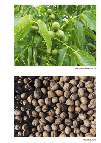2020-le-vegetal-dans-tous-ses-etats-croisille-bernard-serie-b-catalogue-fruits-32 