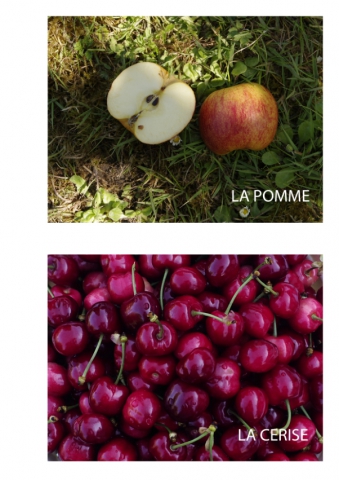 2020-le-vegetal-dans-tous-ses-etats-croisille-bernard-serie-b-catalogue-fruits-39 