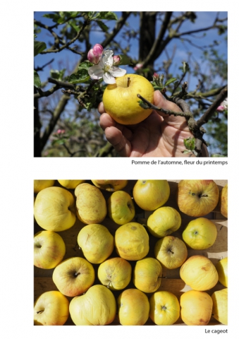 2020-le-vegetal-dans-tous-ses-etats-croisille-bernard-serie-b-catalogue-fruits-36 