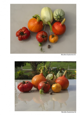2020-le-vegetal-dans-tous-ses-etats-croisille-bernard-serie-b-catalogue-fruits-40 
