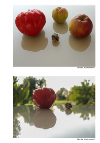 2020-le-vegetal-dans-tous-ses-etats-croisille-bernard-serie-b-catalogue-fruits-41 