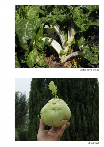 2020-le-vegetal-dans-tous-ses-etats-croisille-bernard-serie-c-catalogue-legumes-04 