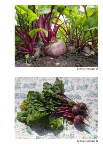 2020-le-vegetal-dans-tous-ses-etats-croisille-bernard-serie-c-catalogue-legumes-03 