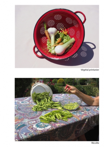 2020-le-vegetal-dans-tous-ses-etats-croisille-bernard-serie-c-catalogue-legumes-09 