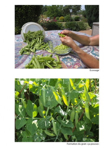 2020-le-vegetal-dans-tous-ses-etats-croisille-bernard-serie-c-catalogue-legumes-10 