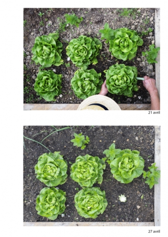2020-le-vegetal-dans-tous-ses-etats-croisille-bernard-serie-c-catalogue-legumes-12 