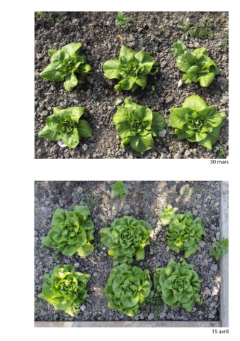 2020-le-vegetal-dans-tous-ses-etats-croisille-bernard-serie-c-catalogue-legumes-11 