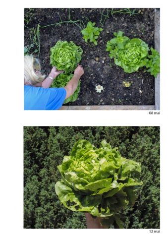 2020-le-vegetal-dans-tous-ses-etats-croisille-bernard-serie-c-catalogue-legumes-13 