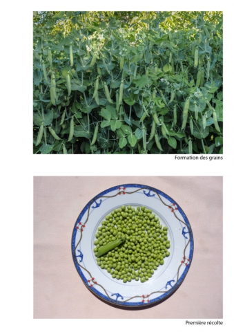 2020-le-vegetal-dans-tous-ses-etats-croisille-bernard-serie-c-catalogue-legumes-08 