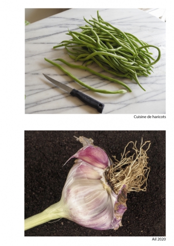 2020-le-vegetal-dans-tous-ses-etats-croisille-bernard-serie-c-catalogue-legumes-26 