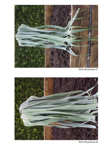 2020-le-vegetal-dans-tous-ses-etats-croisille-bernard-serie-c-catalogue-legumes-33 