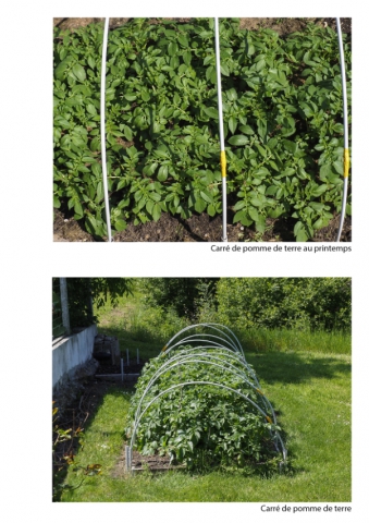 2020-le-vegetal-dans-tous-ses-etats-croisille-bernard-serie-c-catalogue-legumes-32 